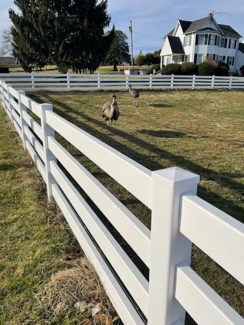 runSue19's tweet photo. #keepitfreshfriday run today! Lots of hills, two emu and new shoes! It's Friday!!!! #loveyourrun #teamULTRA #ULTRAambassador #alteregorunning #hshive #keepmoving #MadeIn81 #Run40ThrowDown #mappingPHroads #keepitfresh https://t.co/oHbt7XLuQl
