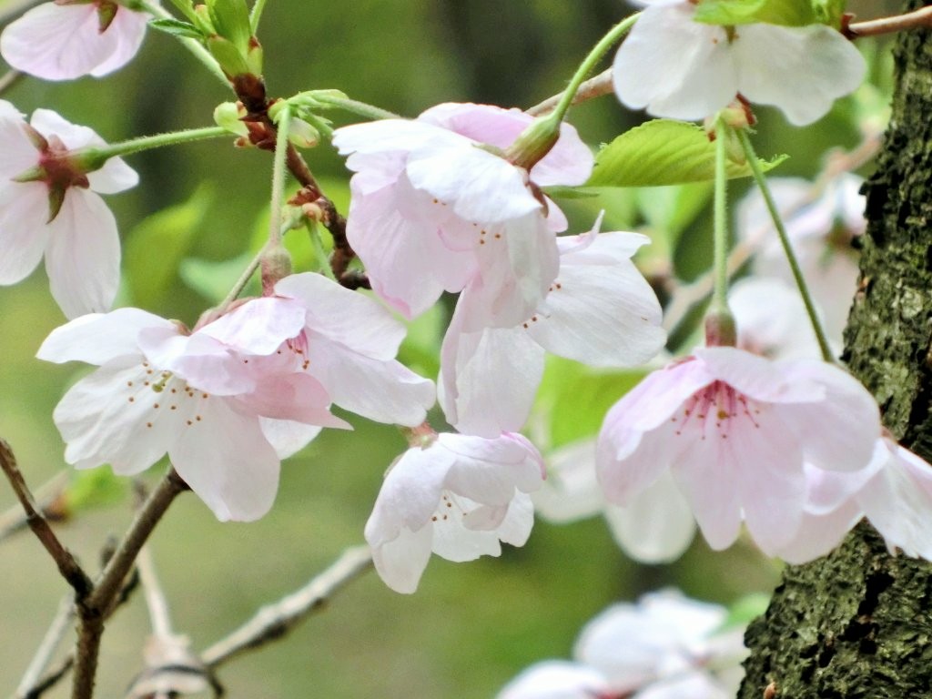 さくらんぼの花