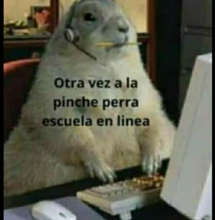 MathiasMachuca2's tweet image. 