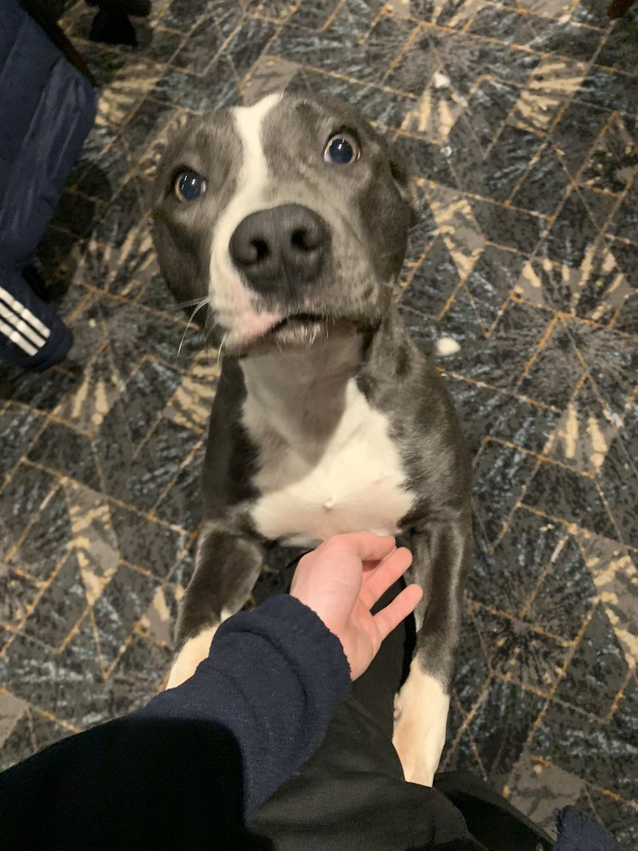 SCUnknown1's tweet image. Led in bed, listening to the delightful weather that’s keeping me awake😫 
Luna sound asleep and she decides to let one rip..
Not only did I feel it through my duvet onto my leg, I heard it and so did she! Never seen her jump up so quick!!
Anyone want a stinky blue Staffy tonight