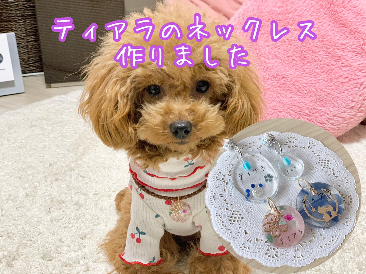 犬アクセサリー