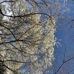 ツイートに含まれる画像