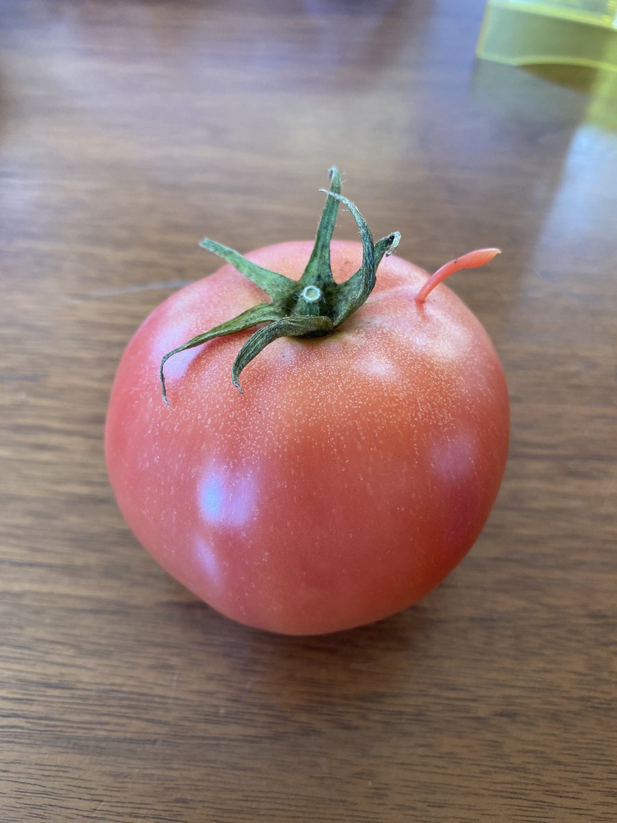 今日の変形トマト。
ピョロっとツノが出てます！

#トマト #ミニトマト
#無農薬トマト
#無農薬ミニトマト
#霧島ビオファーム
#ビオレトロ  #食べチョク
#じょうもん市場
#無農薬野菜 #変形トマト