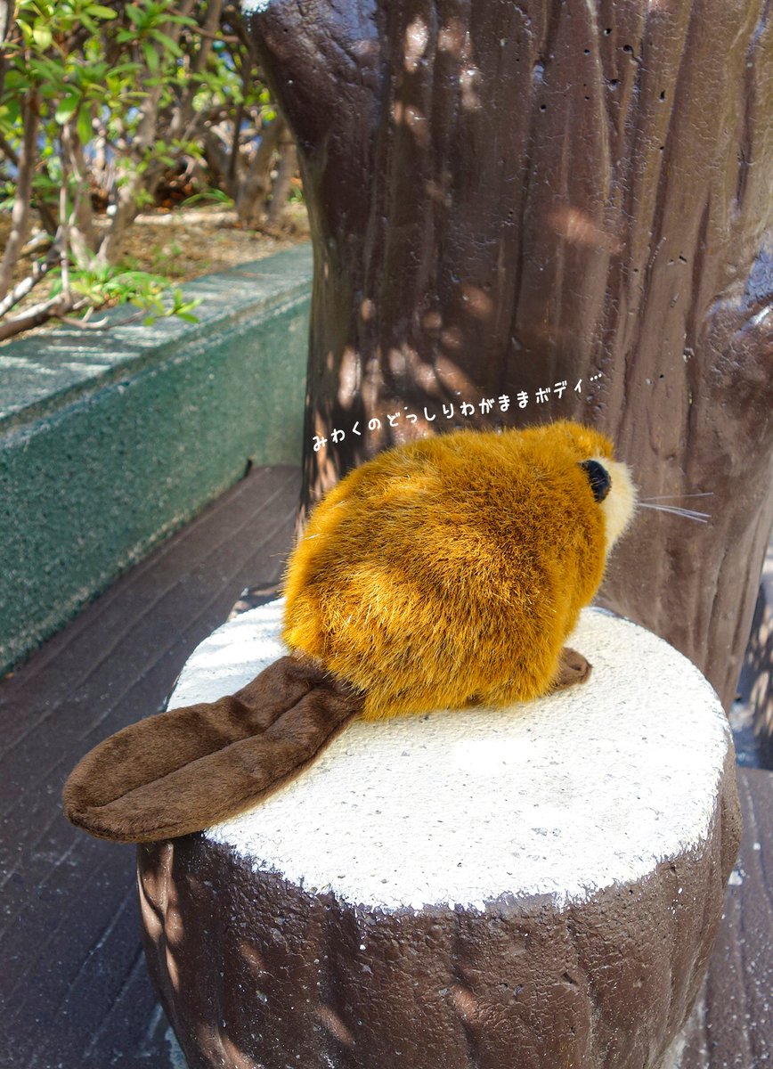 SUPER BEAVER ぬいぐるみ 吉徳 スーパービーバーちゃん Amazon.co.jp: SUPER BEAVER スーパービーバー ビーバーちゃん