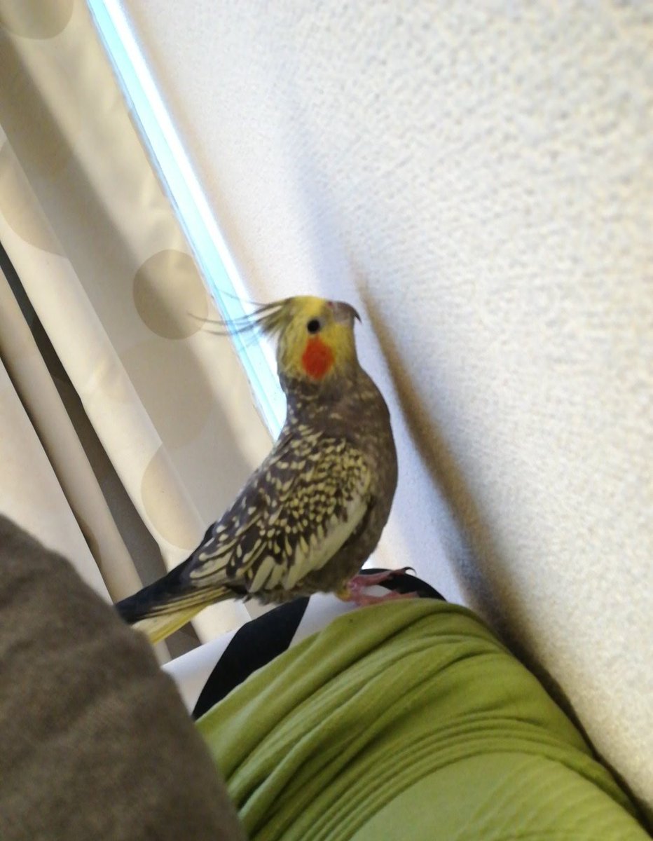 Beetrixy's tweet photo. 一人遊び https://t.co/LPdIdgf6xx