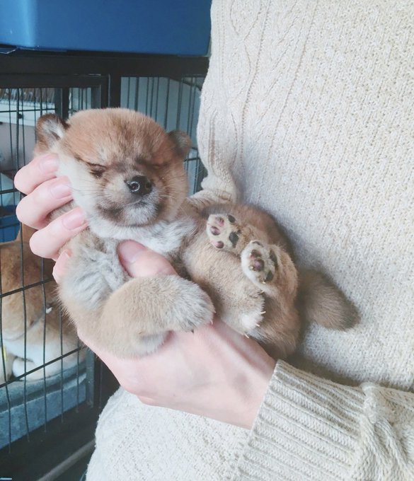 昨日は子犬の日だったそうです ミサイルはまだ赤ちゃんですが 我が家に来て3日目にお腹を見せてくれたので驚いたのでした 両親には出会って5秒で見せていましたが まさに太っ腹です ポメラニアン