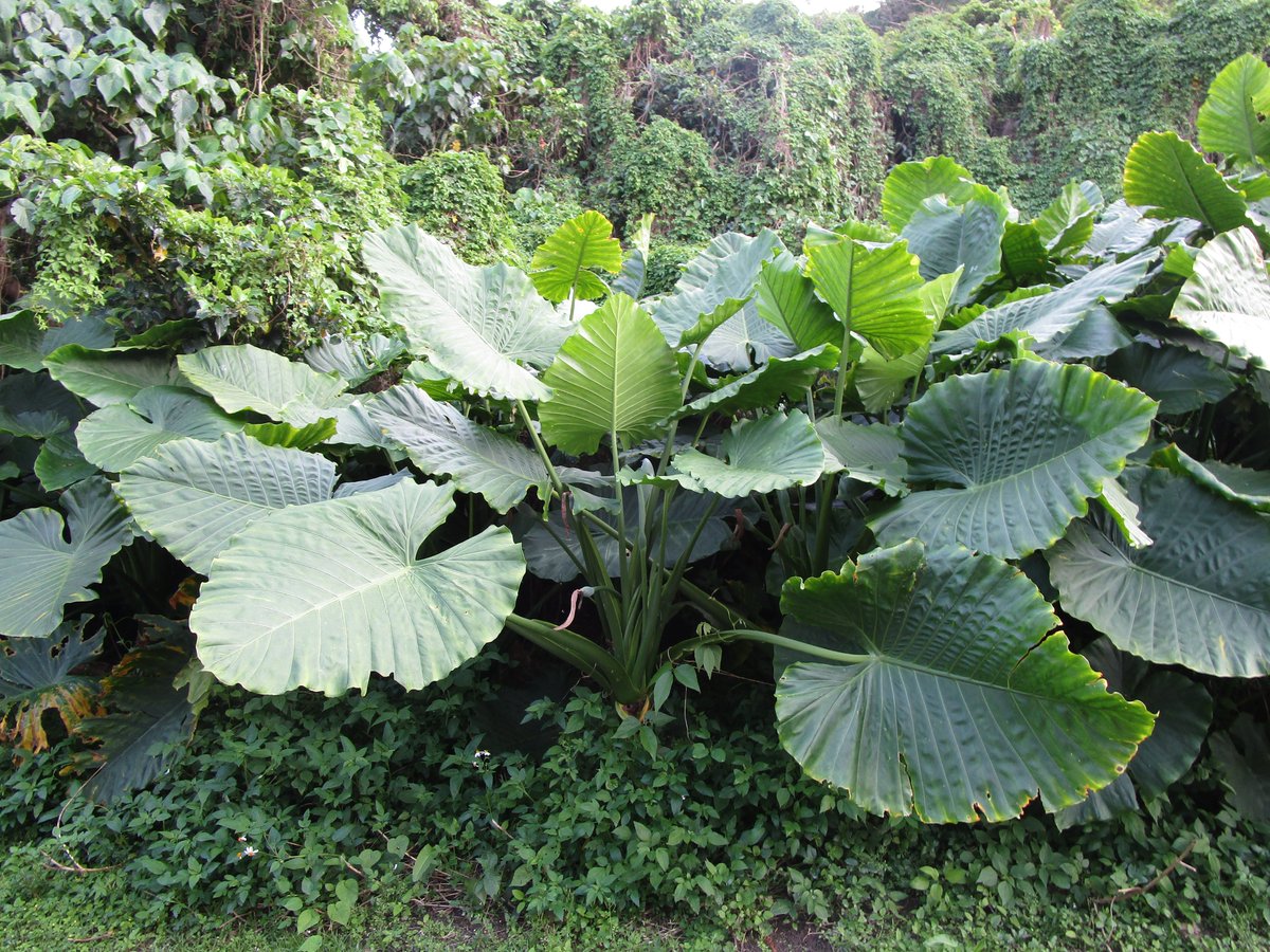 きれいな沖縄 浦添城跡の北側斜面の遊歩道で 葉の大きさが幅１mくらい大きなクワズイモの群落を発見 しかも人の手で植えられたかのよう まさかネ に並木になっている 他府県では観葉植物でも 沖縄ではやっかいな雑草扱い 大きな根茎は有毒で食え