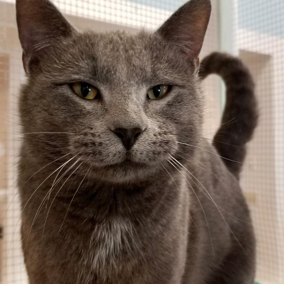 Happy Adoption Day Jensen! 😸