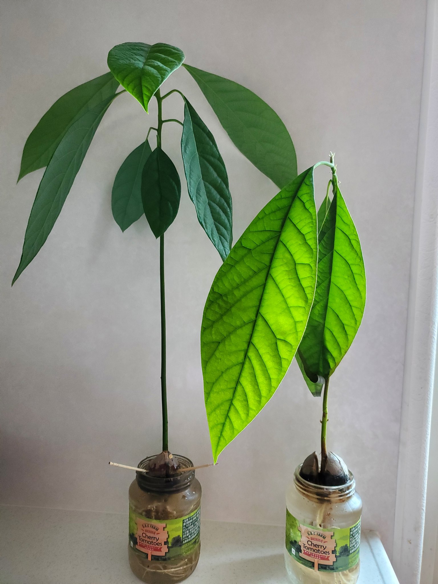 Twitter এ 陽陽陽 去年7月に始めたアボカドの水耕栽培 O 41cmと32cmにまで成長 ˊᵕˋ 葉っぱは手も隠れる程おっきくなった ᴗ ˬᴗ もう少し暖かくなったら土に植え替えしなきゃ 昨日は庭の畑も少しいじったけど まだまだ寒すぎて無理 笑