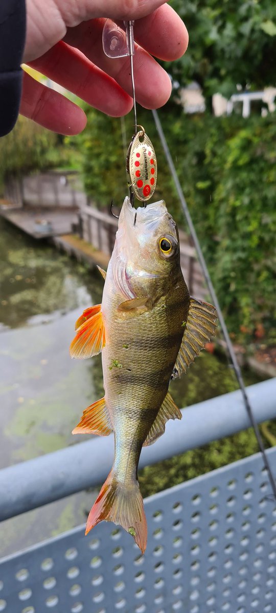 markermeer's tweet photo. Wat zijn het toch prachtige vissen. Op de spinner. Wil je leuke vis vlogs bekijken abonneer je dan op mijn kanaal https://t.co/AOLqfQDjL0

#vissen #fishing #pearch #hoorn https://t.co/LfAy08UYsH