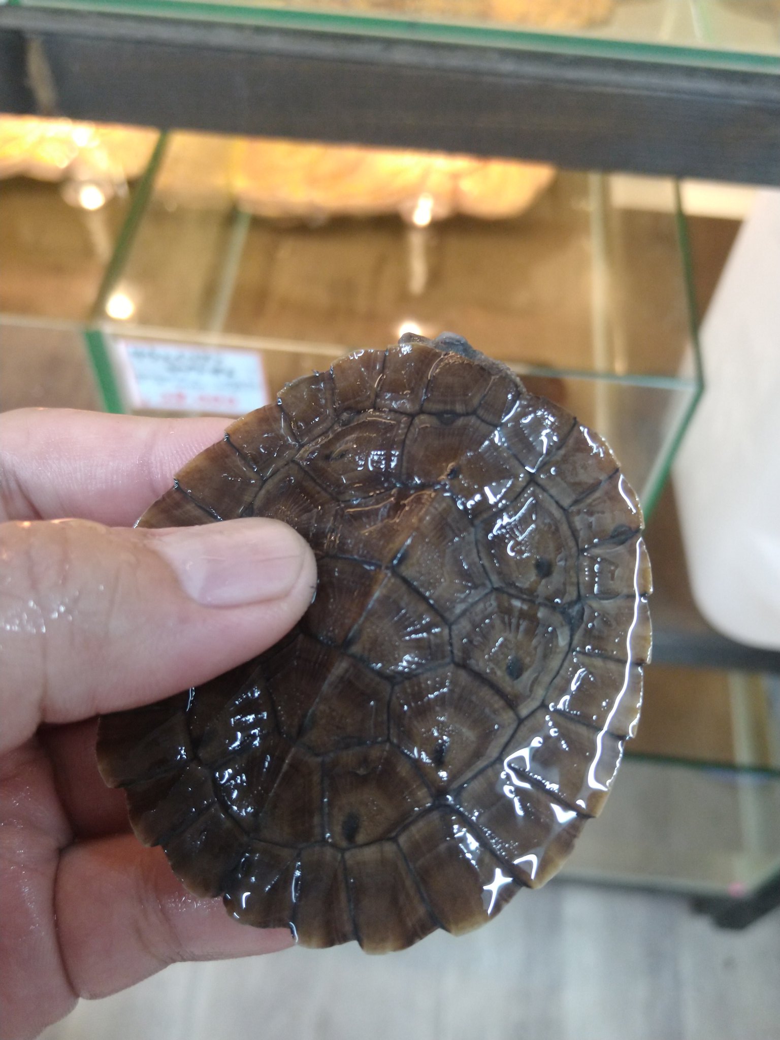 爬虫類ショップアンテナ井尻店 幅広で平たく反り返った甲羅がかっこいいサウスイリアンカブトガメ 腹甲はピンク 比較的最近新種記載されたニューギニア島南部に生息するカブトガメです 非常に活発に泳ぎ レプトミンのボトルを見ると慌てて寄ってきます