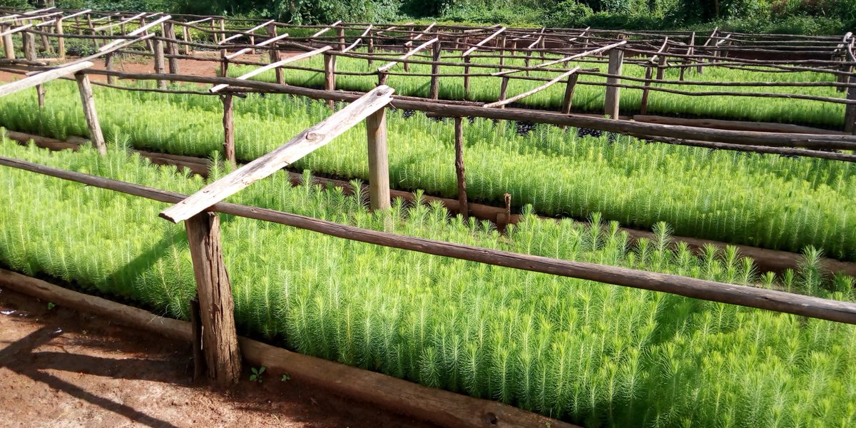 FarmVille Uganda tweet media