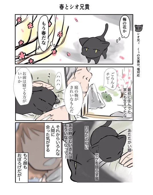 #スパダリにゃんこ くぅの日常 第67話 春とシオ兄貴スーパーダーリン猫のくぅと飼い主しずくの日常マンガ。今回はシオ兄貴回。くぅのノラ時代の友達、シオ兄貴。一見クールでドライな彼の、過去と未来へ向けての希望とは?#創作マンガ #マンガが読めるハッシュタグ 