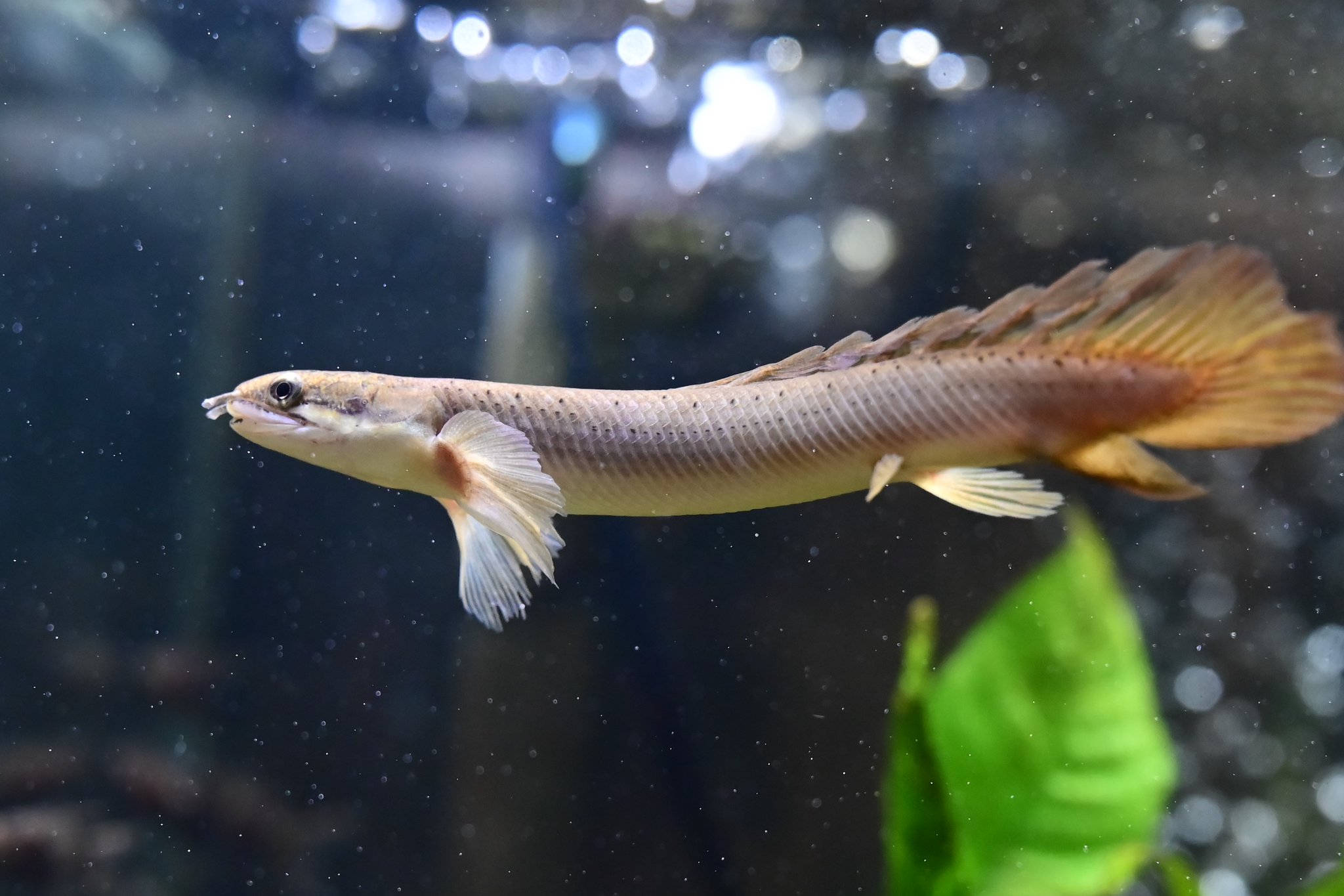 Twitter 上的 Aquarium Kind 直近の入荷情報 ポリプテルス セネガルス ロングフィン セネガルスの改良品種で長く伸長するヒレが特徴です ポリプテルスの中では小型 中型で最大約30 ほどに成ります 古代魚らしい独特の姿は必見 T Co