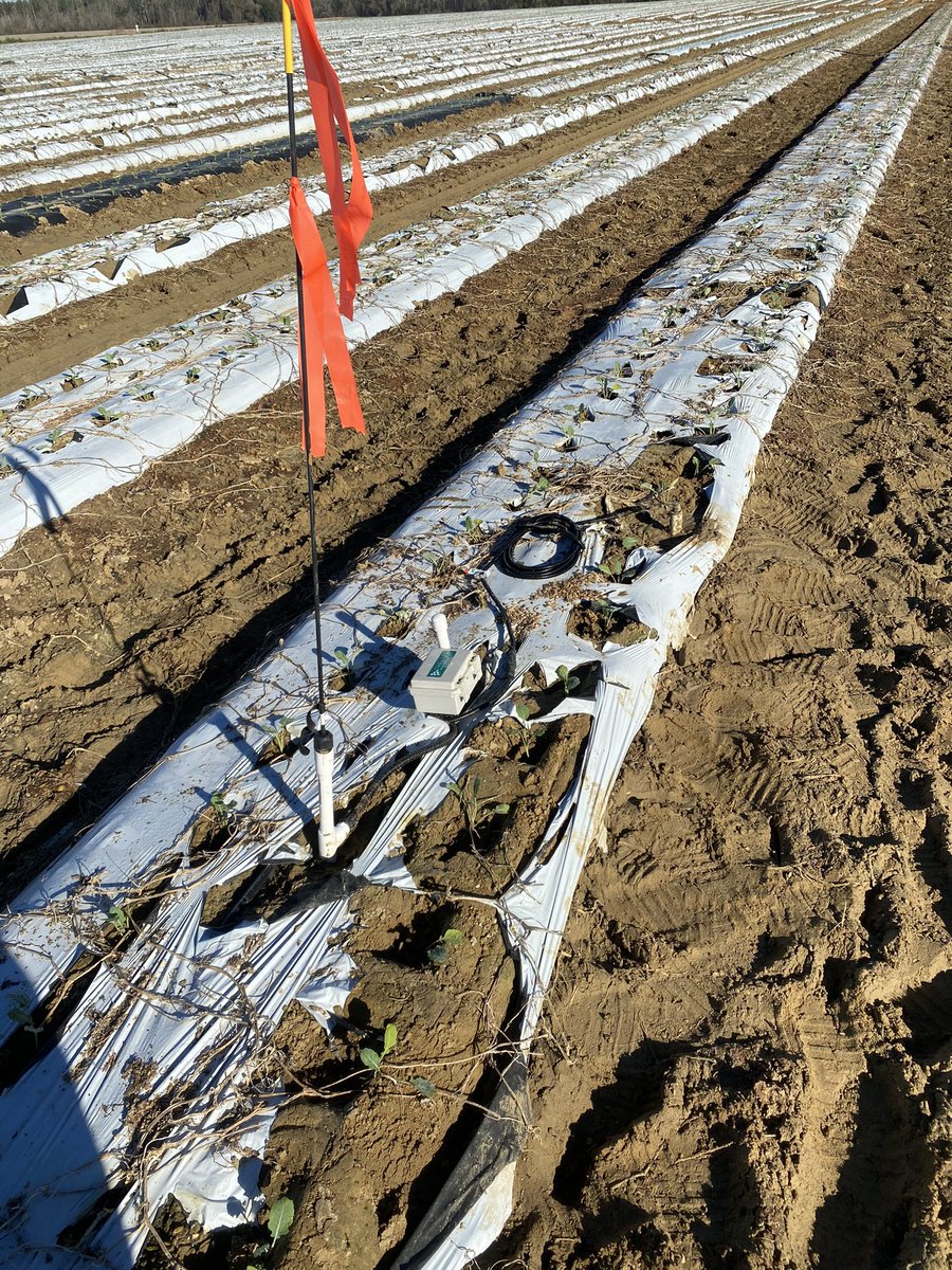 Have installed quite a few <a href="/trellis_inc/">Trellis</a> moisture sensors in broccoli.