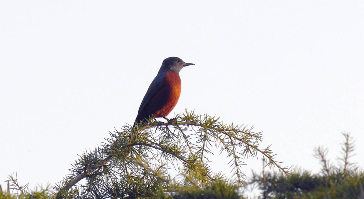 heart_podcast's tweet photo. The #morningsun on your face is something else at 7000ft.
#chestnutbellied_rockthrush #birdphotography #nature #wildlife #SaturdayMorning #IndiAves #podcasting #heartofconservation #biodiversity #birdsofuttarakhand #birdsoflandour #himalayan_birds https://t.co/2e7MpWc4cG