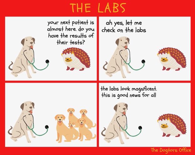 The Dogtors Office (@dogtorsoffice) on Twitter photo 