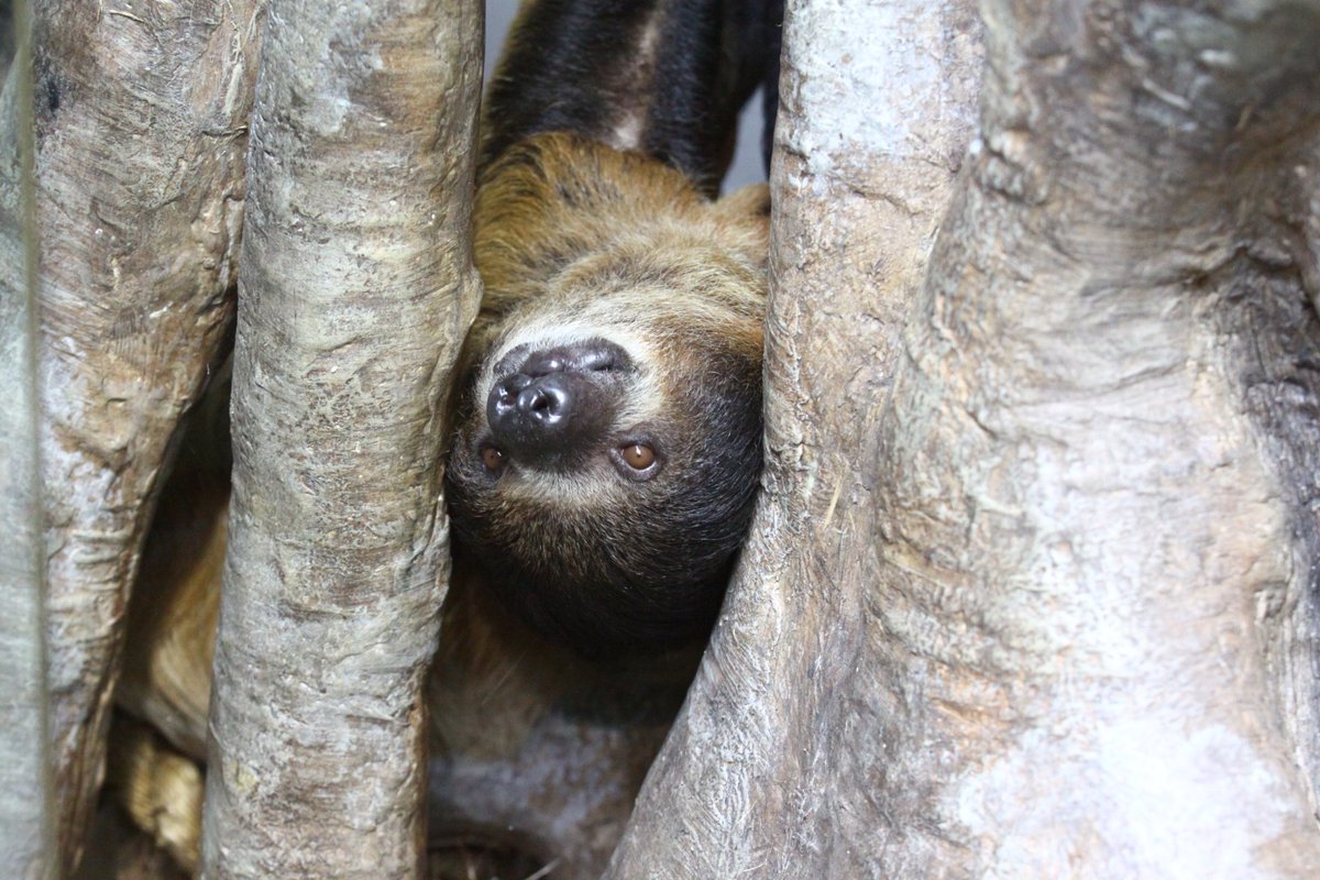 PerkySloth's tweet image. Woke up to find all the humans hiding in their tree homes. They move about as much as us sloths now. The world has gone a bit upside down. What did I miss? 🤔