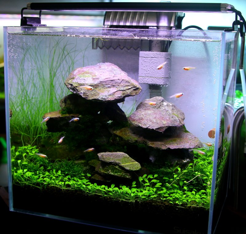 little interior aquarium 面白い岩組水槽完成 展示兼販売も行っております すぐにアクアリウムを始めたい方にオススメです 水が出来上がっているので 失敗しにくいですよ little interior aquarium 面白い岩組水槽完成 展示兼販売も行っております すぐにアクアリウムを始めたい方にオススメです 水が出来上がっているので 失敗しにくいですよ