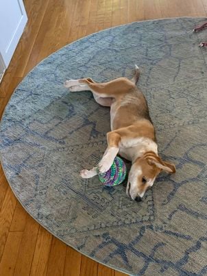 arf_aruba's tweet photo. Nola, fka Harper, turned 5 months old today! She enjoys playing with the crocheted toy handmade by Silvia. Nola left Aruba &amp; moved in with Kristen and Scott last December. 
#playpuppy #arfaruba #adopt #rescue #arubarescue https://t.co/cWKMEV95HB