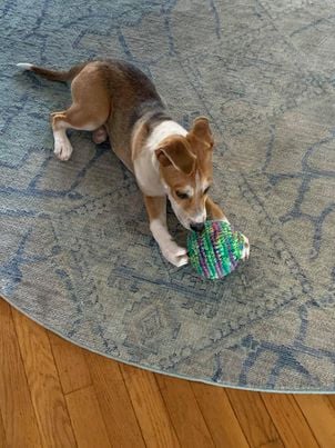 arf_aruba's tweet photo. Nola, fka Harper, turned 5 months old today! She enjoys playing with the crocheted toy handmade by Silvia. Nola left Aruba &amp; moved in with Kristen and Scott last December. 
#playpuppy #arfaruba #adopt #rescue #arubarescue https://t.co/cWKMEV95HB