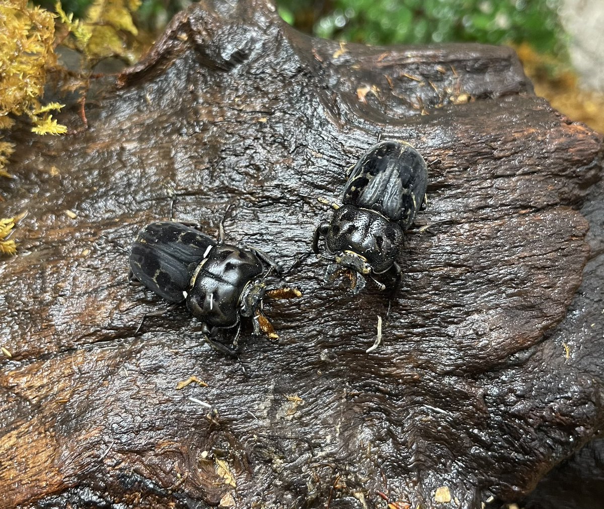 ランバージャック横浜店 小型で可愛いクワガタ2種類が入荷しました ラトレイユキンイロ レッド ムナコブクワガタ 2種類とも1ペアのみの入荷です お探しの方は是非この機会に飼育してみてはいかがでしょうか 本日もご来店お待ちしております