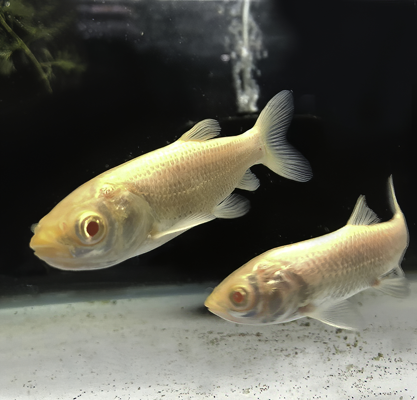 Uzivatel セルバス幕張店 Na Twitteru アルビノソウギョ ソウギョのアルビノ 入荷しました 美しい色彩から観賞魚として人気です アルビノソウギョ販売 熱帯魚販売 メダカ販売 金魚販売 水草販売 小動物販売 ペットショップ Instagram T Co