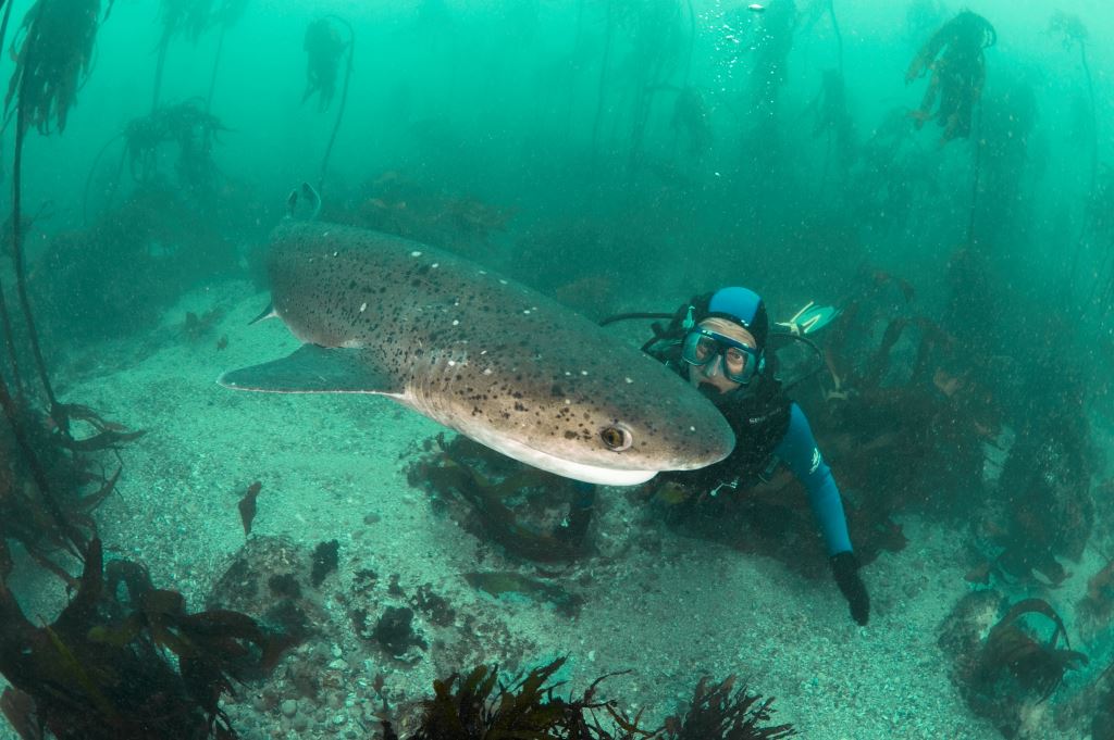 MarkMeekan's tweet photo. New paper led by @HuveneersSSEG  The power of national acoustic tracking networks to assess the impacts of human activity on marine organisms during the COVID-19 pandemic (photo Peter Verhoog) @aims_gov_au  https://t.co/1Dpl9ErbJA https://t.co/HxzB4sSzFM