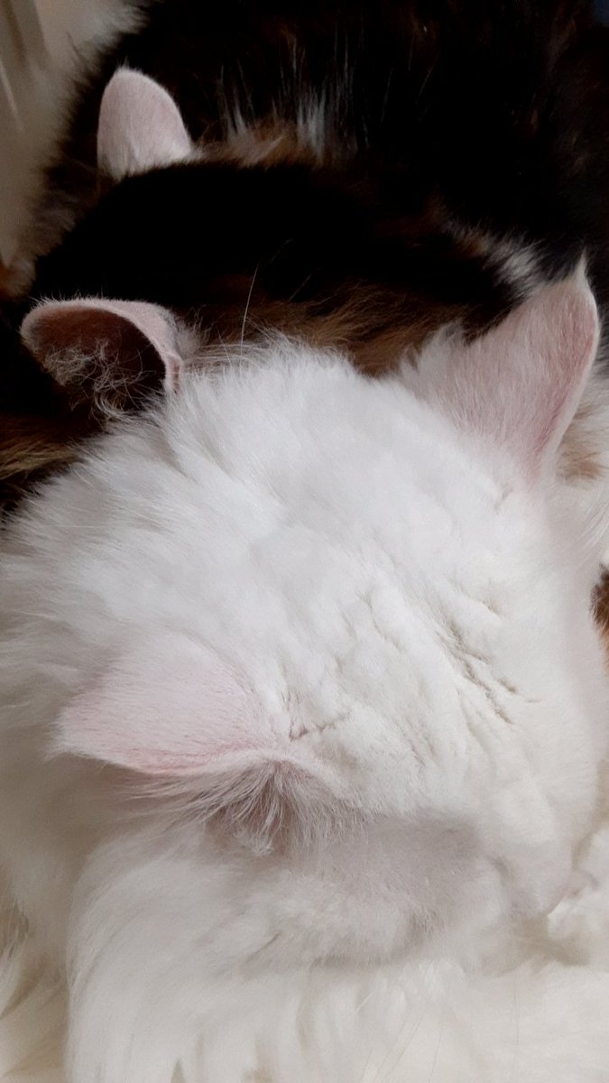 ねこのみみ - Twitter Search / Twitter