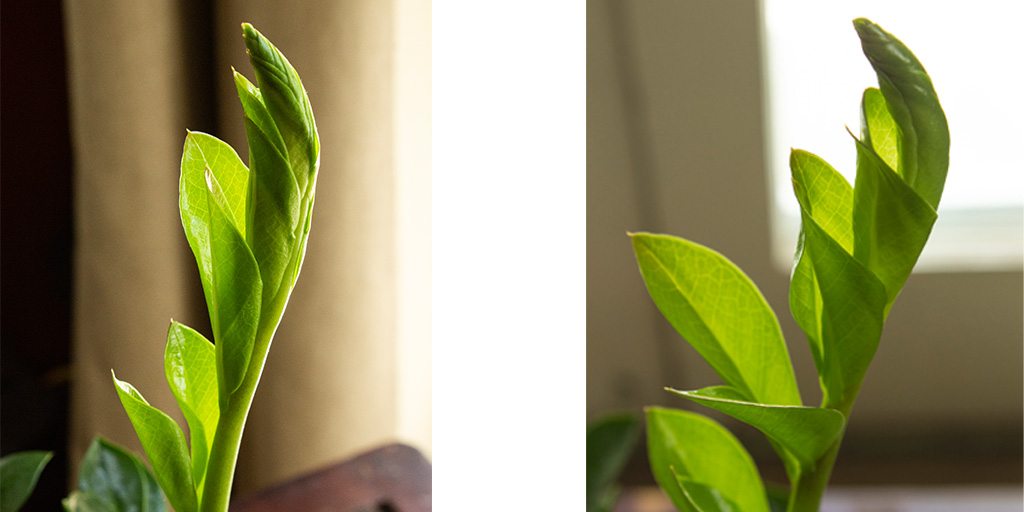ArtistZuni's tweet photo. My Zanzibar Gem plant is all of a sudden changing so rapidly. I can't believe how tall she grew in about a month. Do you have any plants growing rapidly at this time? #Plants #photography https://t.co/RoJ73DMKJN