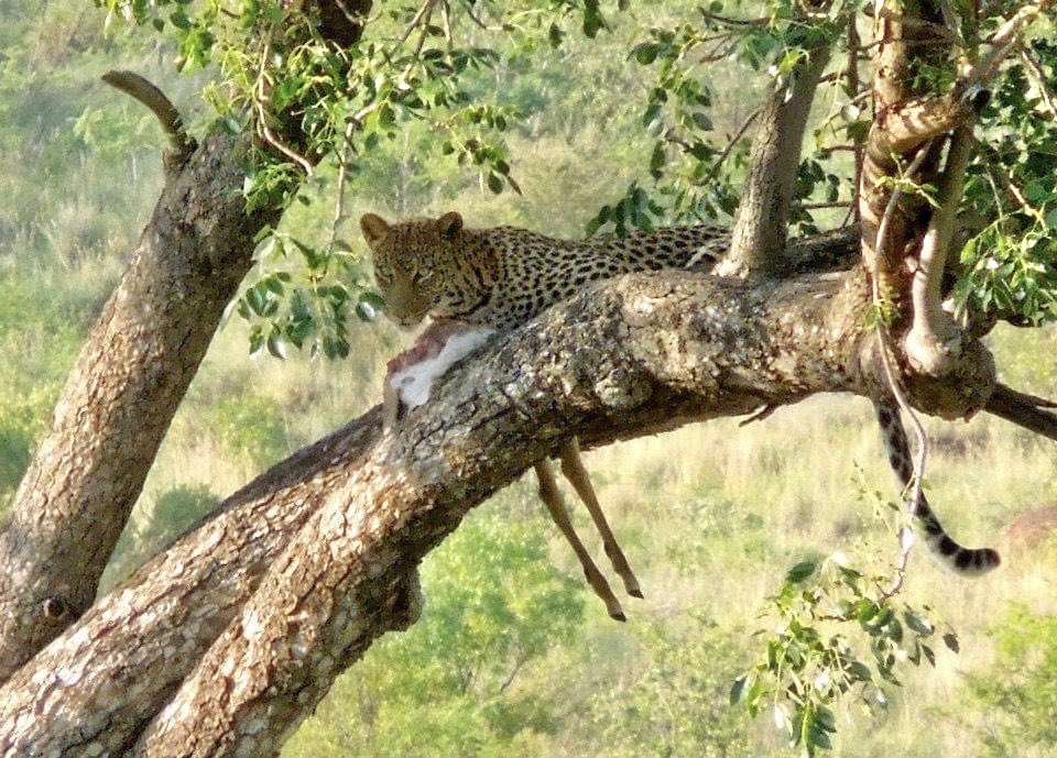 GabertsWorld's tweet photo. The Pilanesberg National Park South Africa - this was a first for me! #africa #southafrica #thepilanesberg #gamedrive https://t.co/suB0kPKpBz