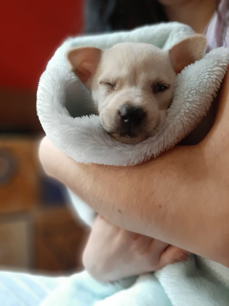 FerZaboo's tweet photo. Abro hilo de fotos de mi perrito nomás porque sí. https://t.co/FSTgEphzJR