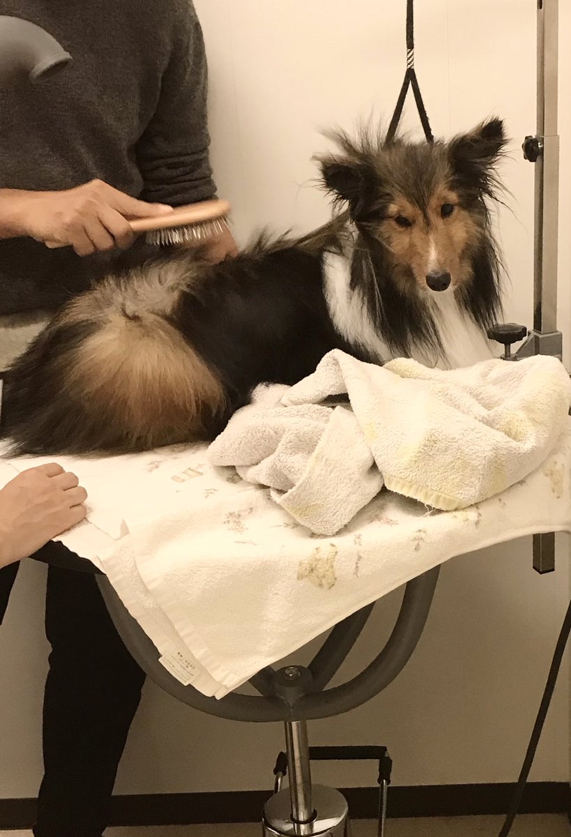 せとうちドッグパーク 一般社団法人せとうち保護犬猫の里 セルフシャンプーをご利用くださった シャーロットちゃん お父さんとお母さんに丁寧にキレイにブラッシングもしてもらっていました ドッグラン無料券は後日ご利用くださるそうです 有効期限1 せとうちドッグパーク 一般社団法人せとうち保護犬猫の里 セルフシャンプーをご利用くださった シャーロットちゃん お父さんとお母さんに丁寧にキレイにブラッシングもしてもらっていました ドッグラン無料券は後日ご利用くださるそうです 有効期限1