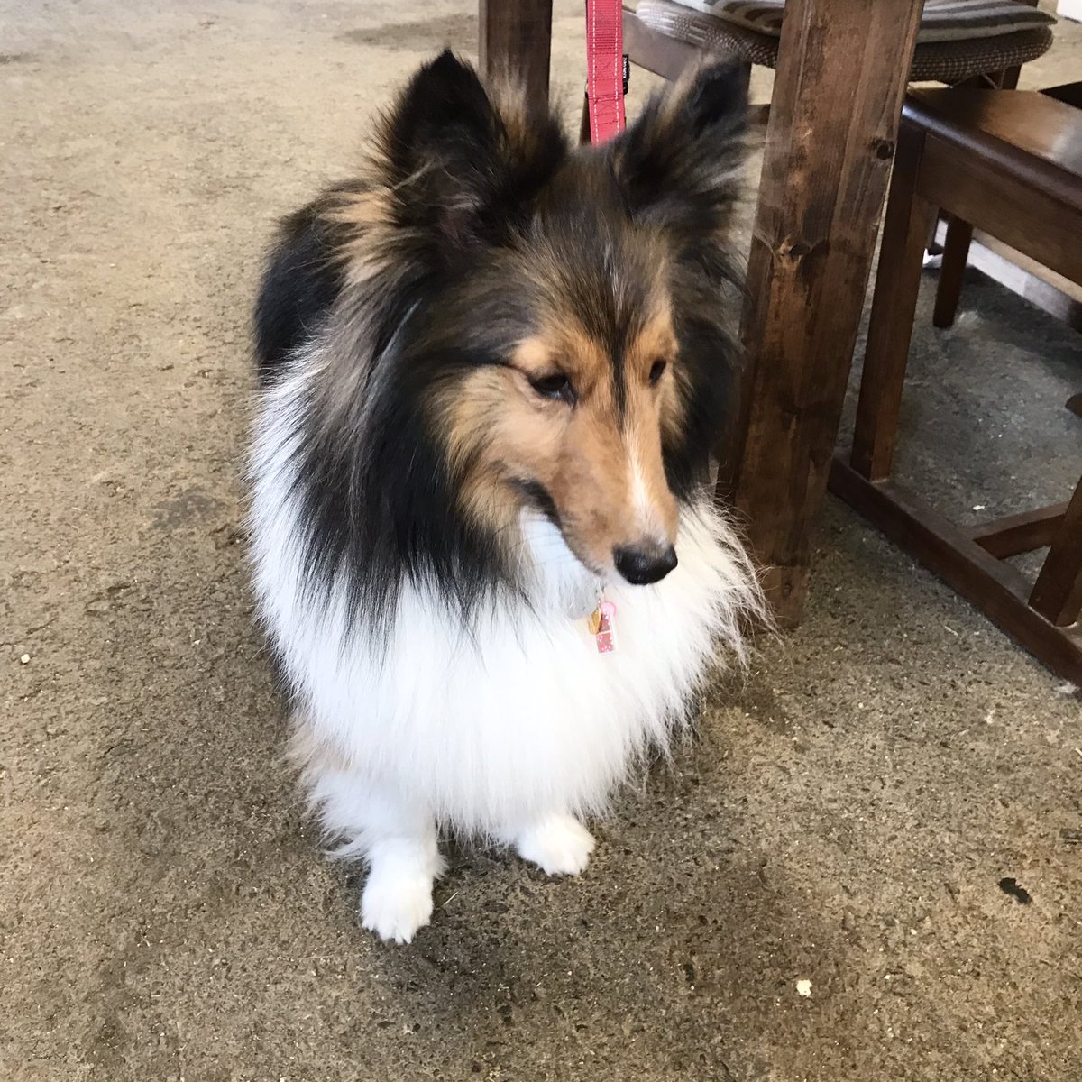 せとうちドッグパーク 一般社団法人せとうち保護犬猫の里 セルフシャンプーをご利用くださった シャーロットちゃん お父さんとお母さんに丁寧にキレイにブラッシングもしてもらっていました ドッグラン無料券は後日ご利用くださるそうです 有効期限1 せとうちドッグパーク 一般社団法人せとうち保護犬猫の里 セルフシャンプーをご利用くださった シャーロットちゃん お父さんとお母さんに丁寧にキレイにブラッシングもしてもらっていました ドッグラン無料券は後日ご利用くださるそうです 有効期限1