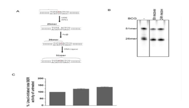 JUsurgery's tweet image. You can reach our article titled as “Bacillus Calmette-Guerin Increases Base Excision Repair in Bladder Cancer Cells”  from here.
#Baseexcisionrepair #bladdercancer #BacillusCalmetteGuerin
Here: jurolsurgery.org/archives/archi… #üroloji #urology #urooncology @Uroonkoloji1999 @UropediaUCD