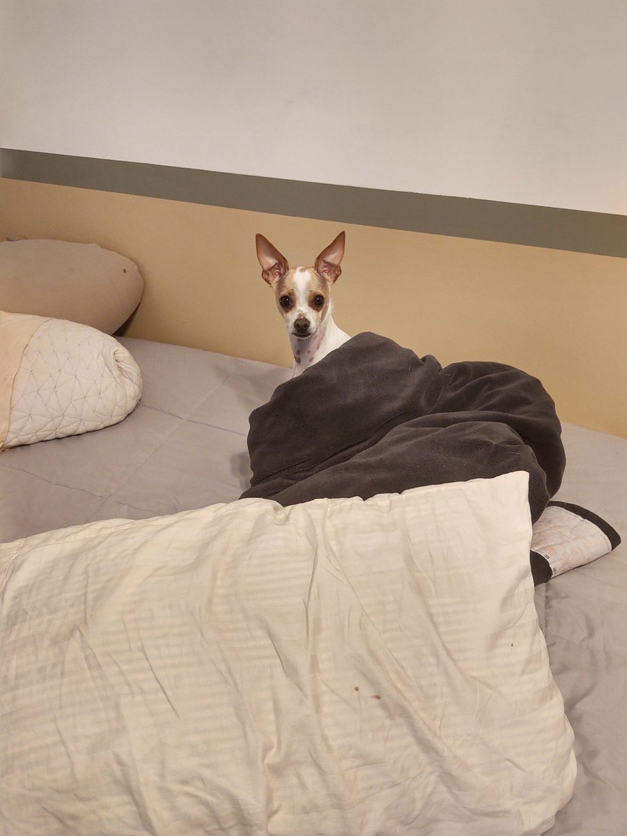 kylebschmitt's tweet image. Oh wait, it&apos;s Friday already? Woops, didn&apos;t get nearly as much done as I wanted for underdogsites.com during the week. Looks like the weekend snuck up on Boston too 🤣 #costarting