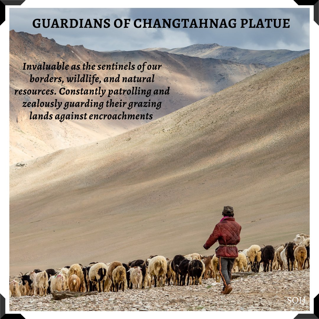 shepherdsofhim's tweet photo. With influx of tourism and govt allied services, there are significant changes lifestyle of #Changpas. They are migrating to nearby cities to find jobs that are easy and financially more rewarding compared to #herding.#Pashma, Sheep #Wool, and Yak wool hold the key to this crisis https://t.co/KTou01fliC