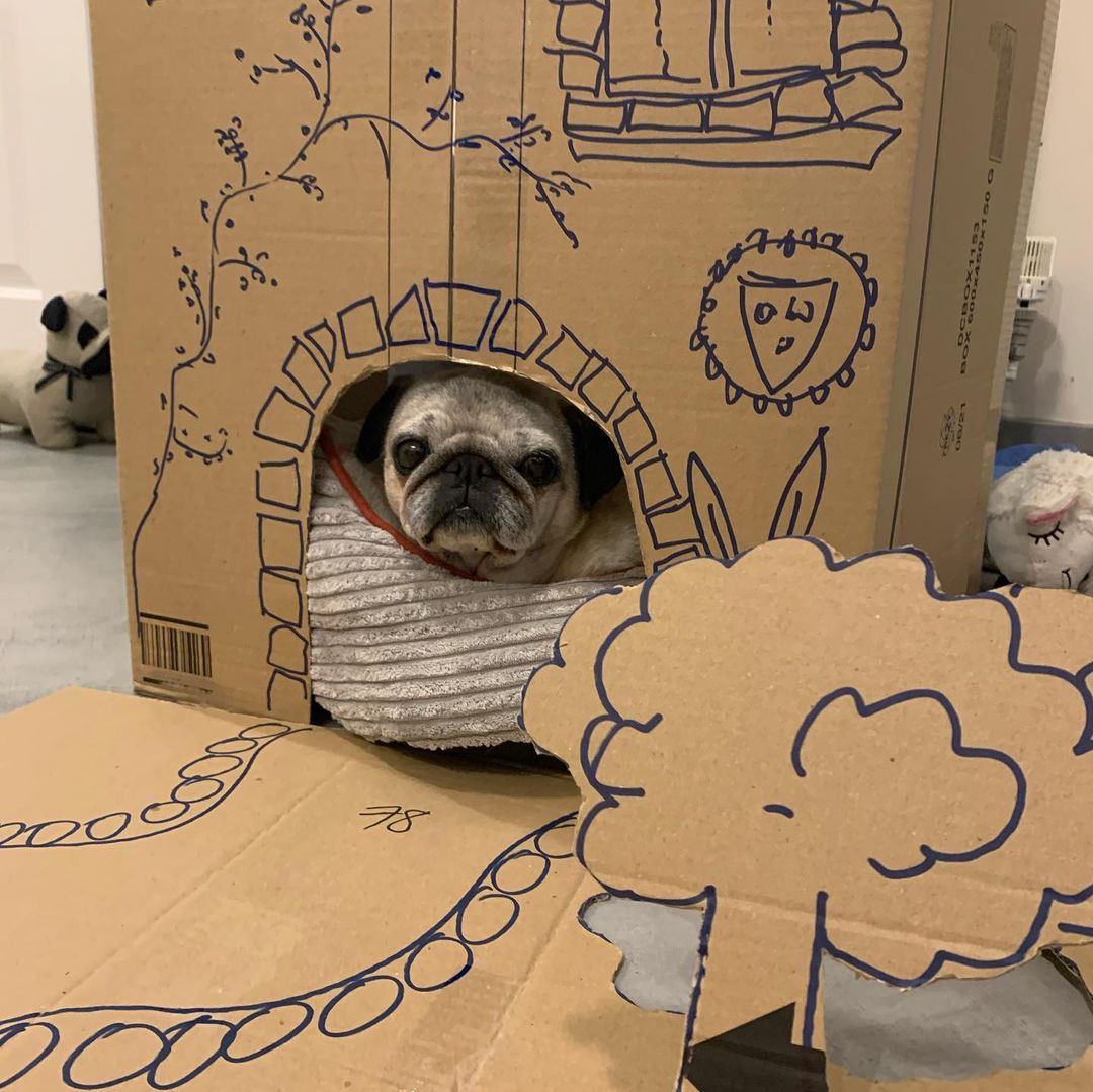 sam02oct's tweet image. #PledgeToReuse @amazonIN 
Made Dog house for my Tommy using amazon Cardboard... Thank you Amazon...