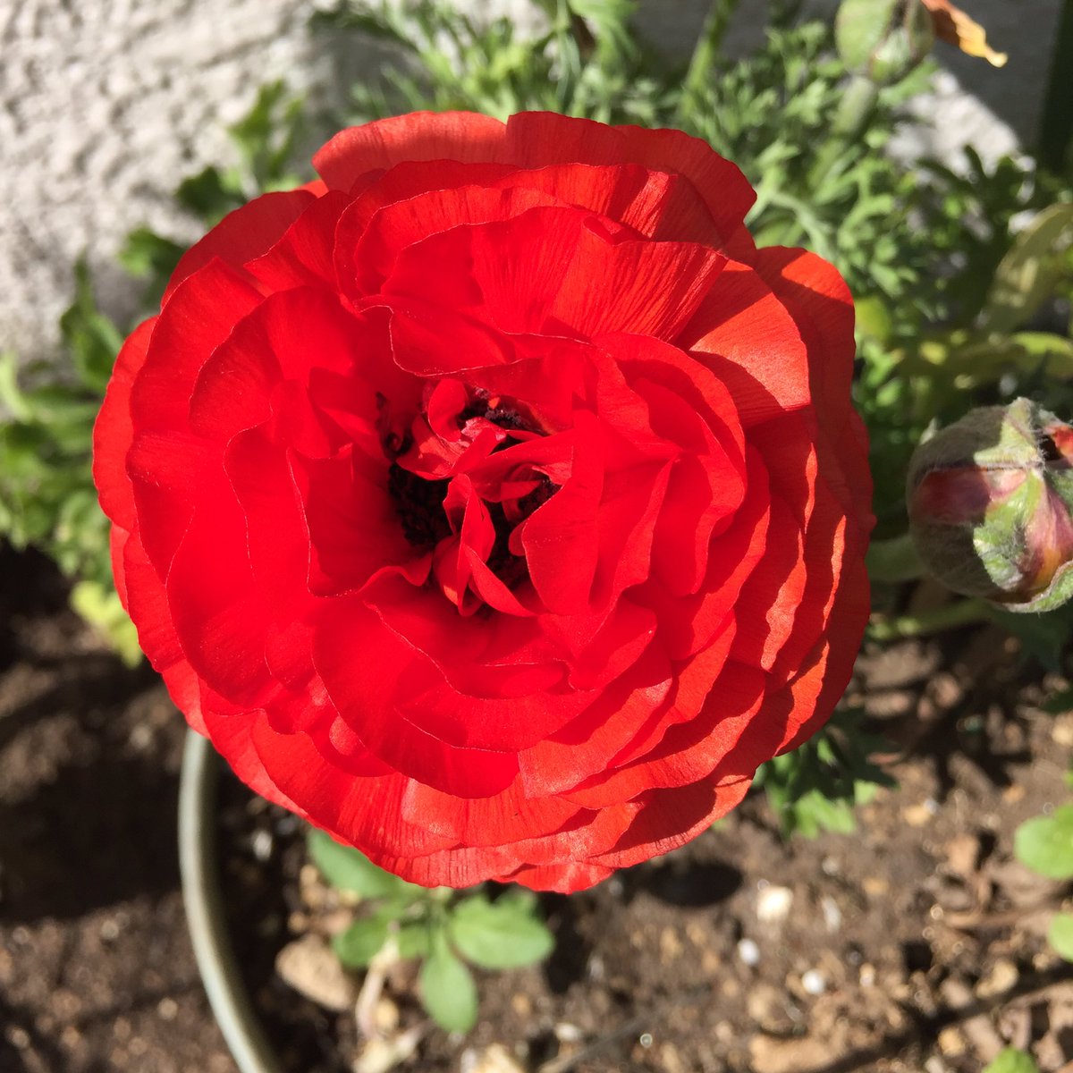 Masashi 近所に咲いていたラナンキュラスと思われる花 A Red Flower That Seems Like Ranunculus Buttercup Spearworts Water Crowfoots And Was Blooming In My Neighborhood ラナンキュラス 花 Ranunculus Flower Blume Fleur Flora 花が