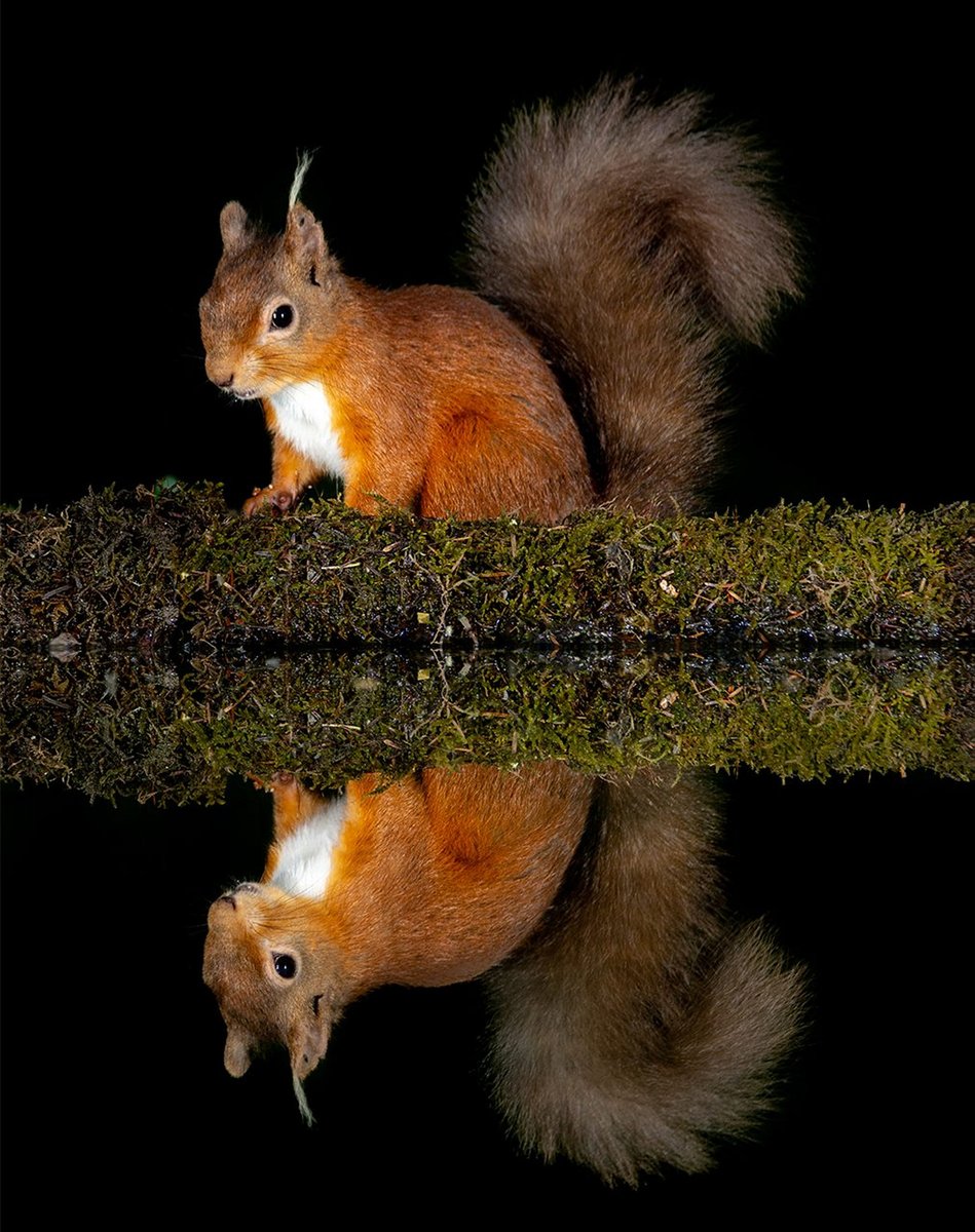 CGTNFrancais's tweet photo. À Dumfries Galloway, en #Ecosse, lorsque les animaux de la campagne se penchent sur la rivière au milieu de la nuit, leurs corps se reflètent sur l’eau. Le photographe #DanKnight a utilisé son objectif pour capturer les images miroitées. (VCG) https://t.co/jd4RZ2rQbj