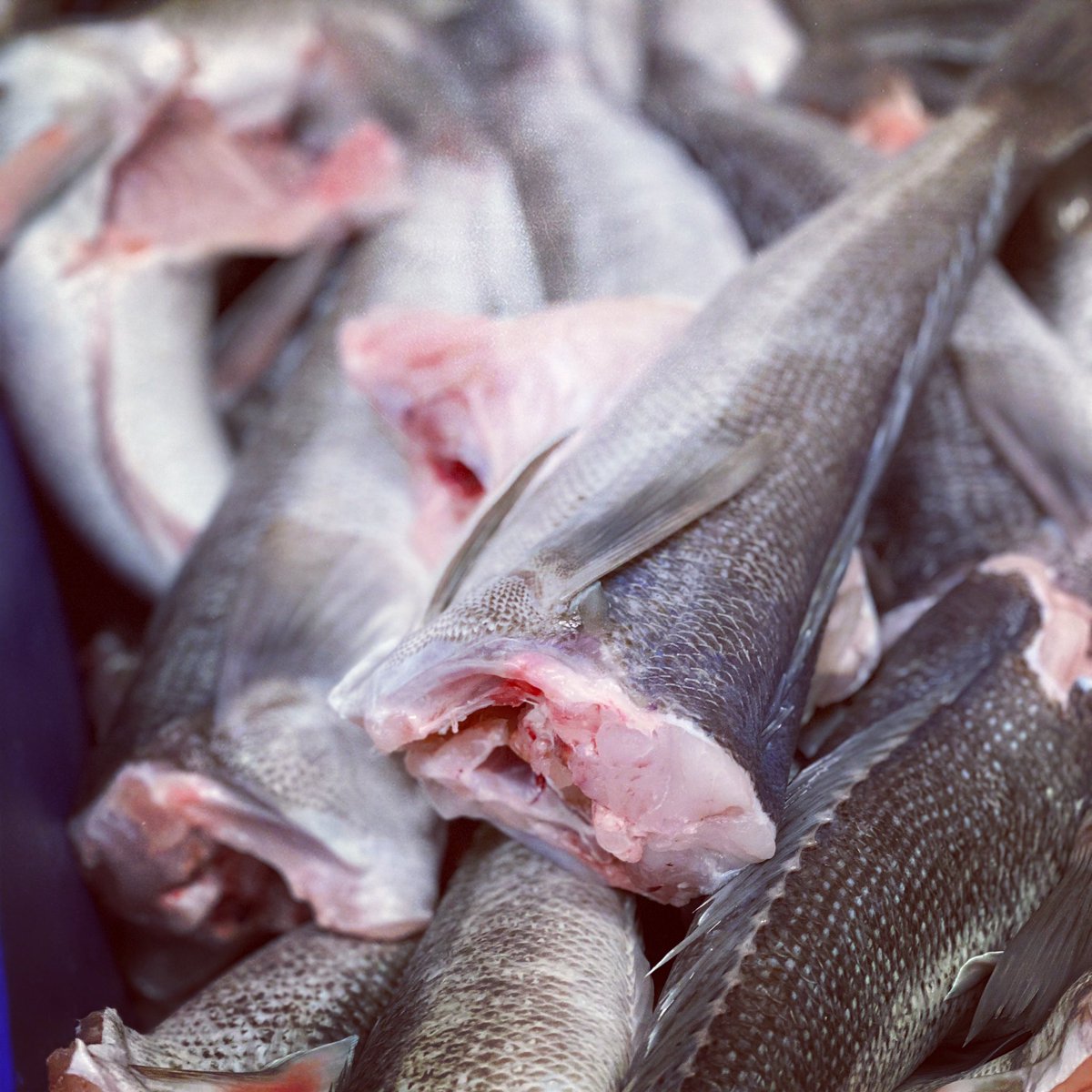 kingsc59's tweet photo. A ship leaves a boat comes in. #MSCBanu leaving #BluffNZ and #Avenell berths. Fresh #bluecod the #catchoftheday to #kingsfishmarket. https://t.co/3OCY2DINga