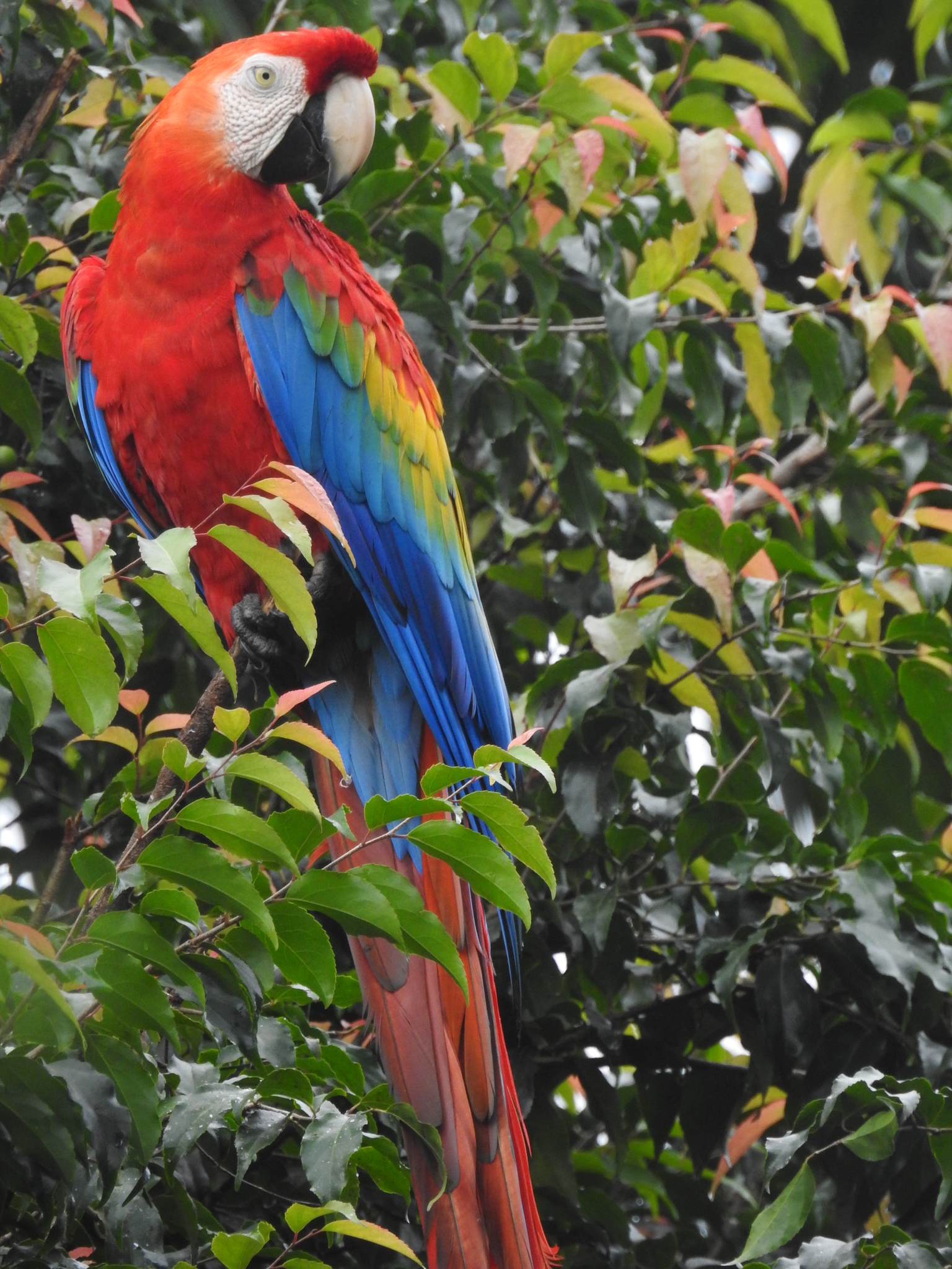 Twitter 上的parrot Of The Day Parrotsatoz A Magnificent Scarlet Macaw Ara Macao In The Parc Amazonien De Guyane French Guiana Pic By Sebastien Sant Via Inaturalist T Co B2pffntpzn T Co I7rqlz1nun Twitter Twitter 上的parrot Of The Day Parrotsatoz A Magnificent Scarlet Macaw Ara Macao In The Parc Amazonien De Guyane French Guiana Pic By Sebastien Sant Via Inaturalist T Co B2pffntpzn T Co I7rqlz1nun Twitter