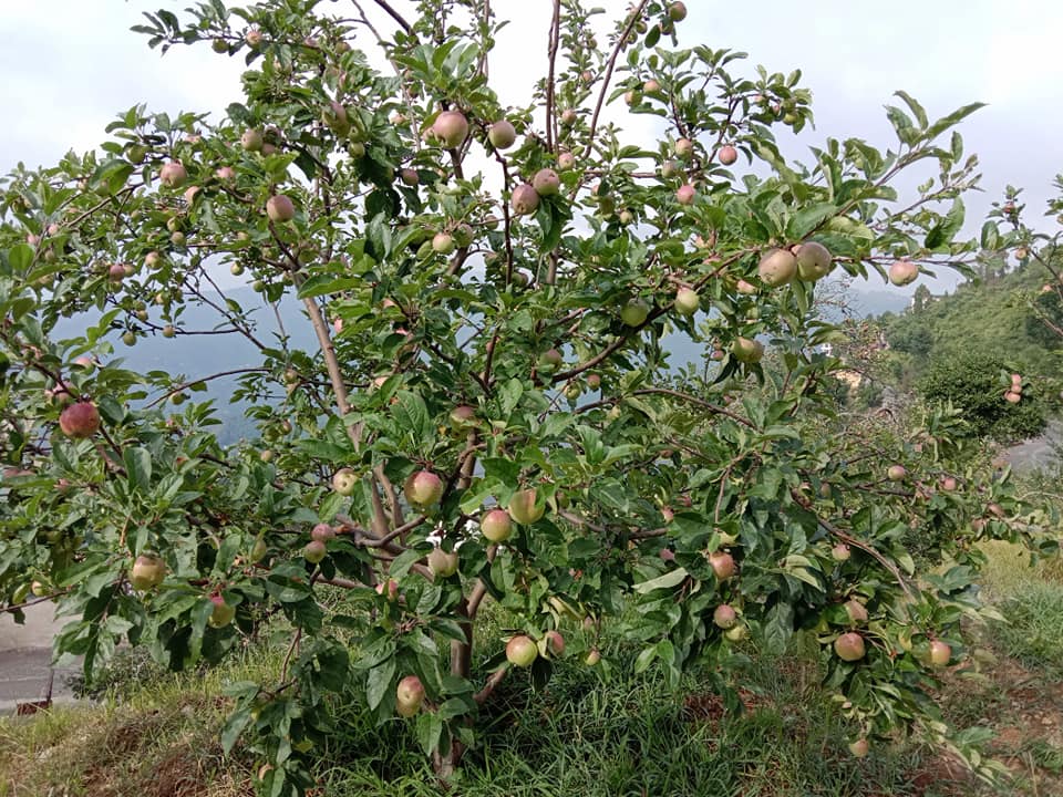 Mukteshwar_'s tweet photo. Mukteshwar is a small but very beautiful Himalayan Town in @Nainital District

#Mukteshwar is rich in scenic beauty &amp; famous for its Himalayan Range
Green Valley View
Apples
Apricot 
Plums
Oak  Rhododendron Forest

#मुक्तेश्वर #Nainital #Uttarakhand #NainitalTourism #Himalayas https://t.co/YsuD4pmsN4