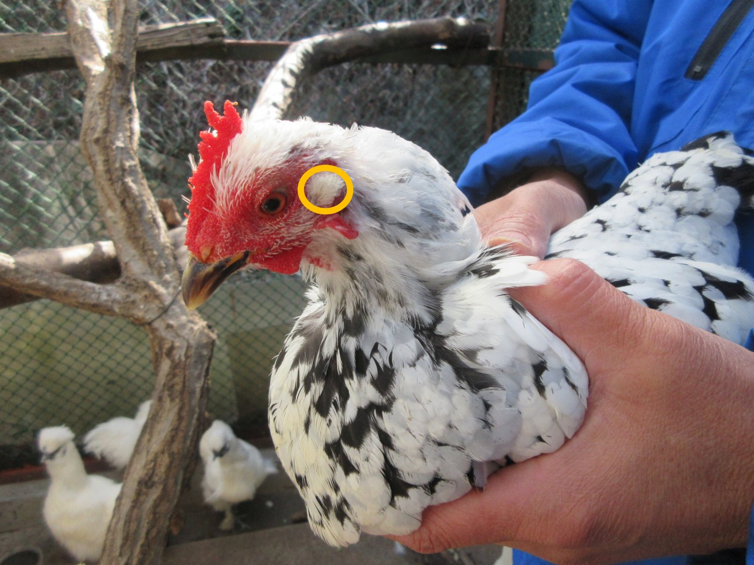 تويتر 日立市かみね動物園 公式 على تويتر 以前出題した みみクイズ ニワトリに耳はあるか どうか 正解はあります 黄丸の部分に耳が隠れています 哺乳類のように耳の出っ張りがあると飛ぶときに風の抵抗が大きく邪魔だからと考えられています かみね動物園