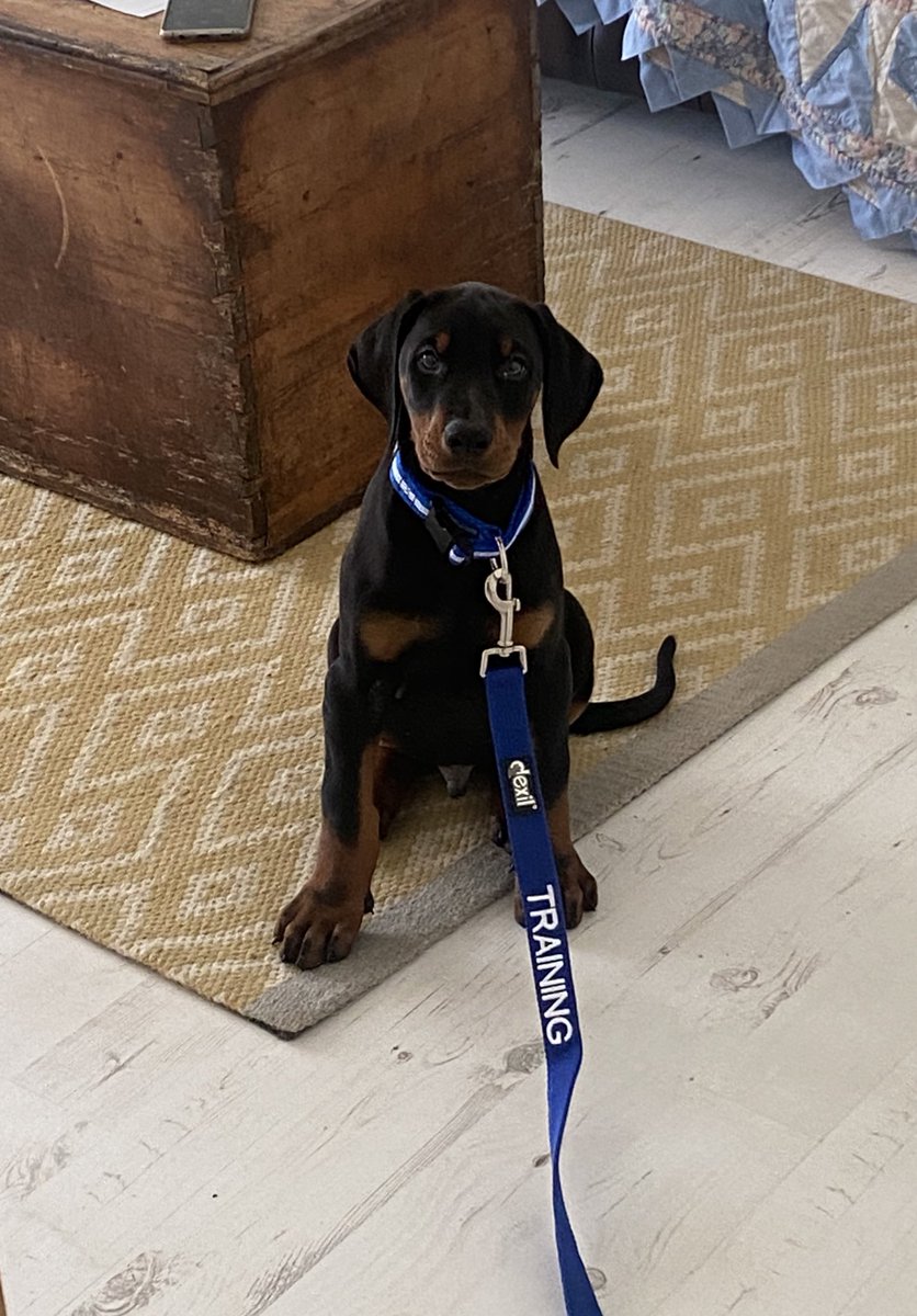 Shaun Challis tweet media