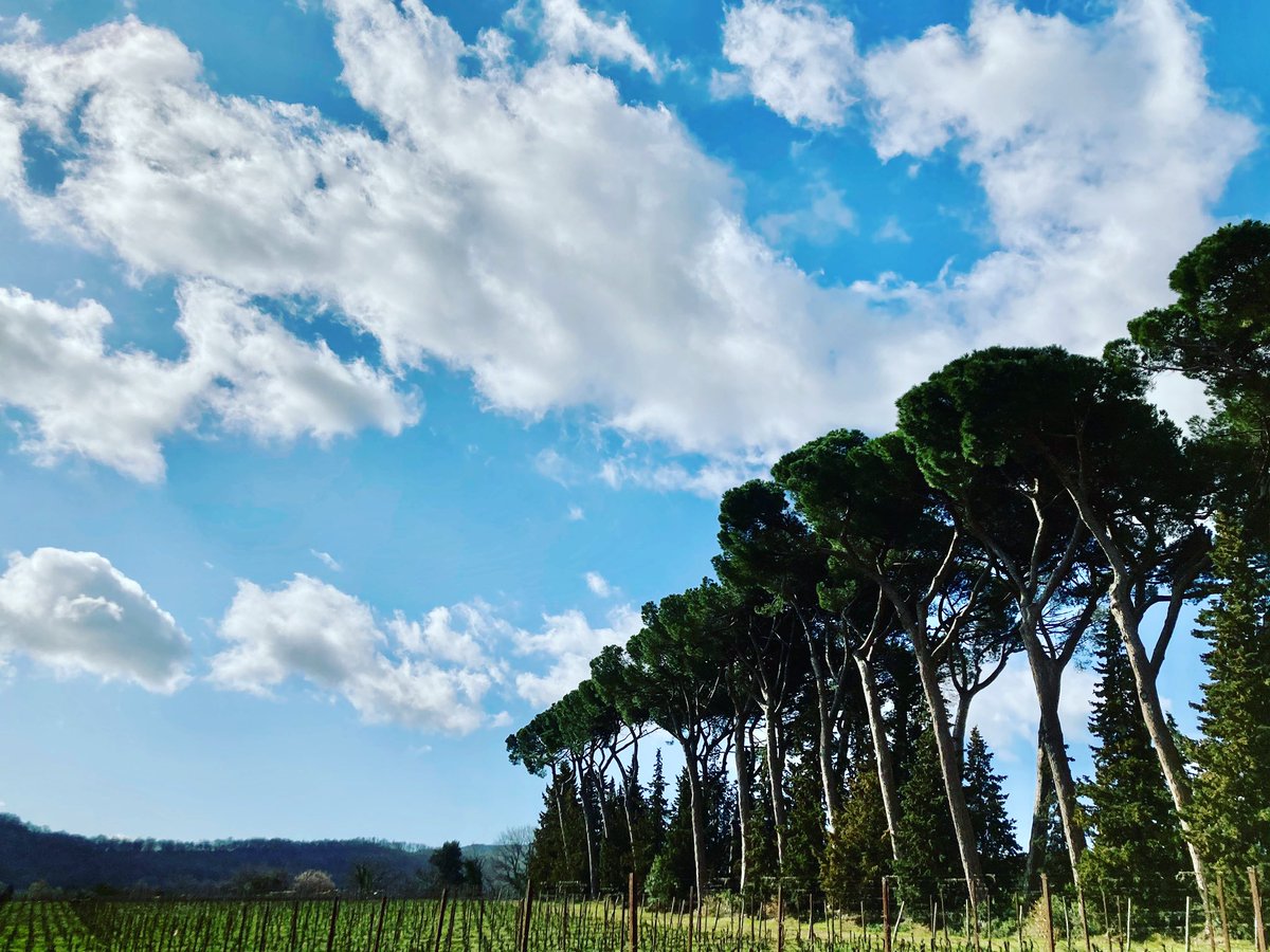 EnriqueMazzola's tweet photo. Walking from my house to #montepulciano is such a joy! Olive fields, vineyards, groves...and hundred, thousand of birds welcoming the spring!
.
.
#myitalianlife #toscana #tuscanygram #walking #vineyard #olivefields https://t.co/cIciGEE28e