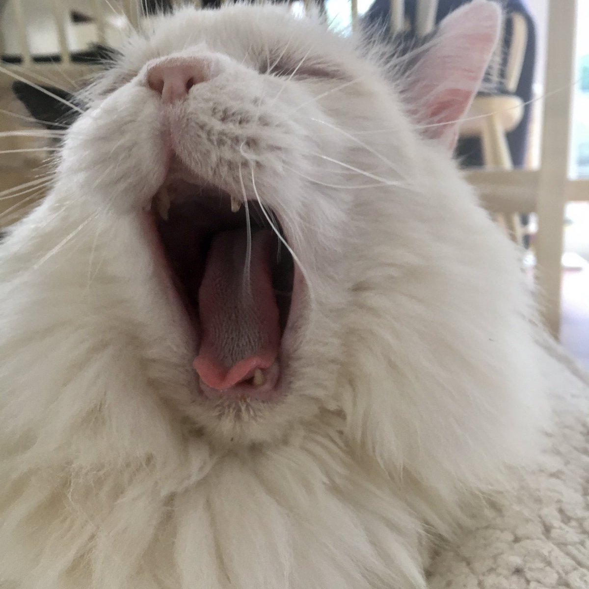 LovelyLarryCat's tweet photo. Feeling verrrrrry snoozy this #Caturday 😸😹 Sending loving purrs to all of you, my good furrends! ❤️ #FIVCatsClub #LarryFanClub #Cats #GoodMorningGoodYawning https://t.co/k3LNZATogN