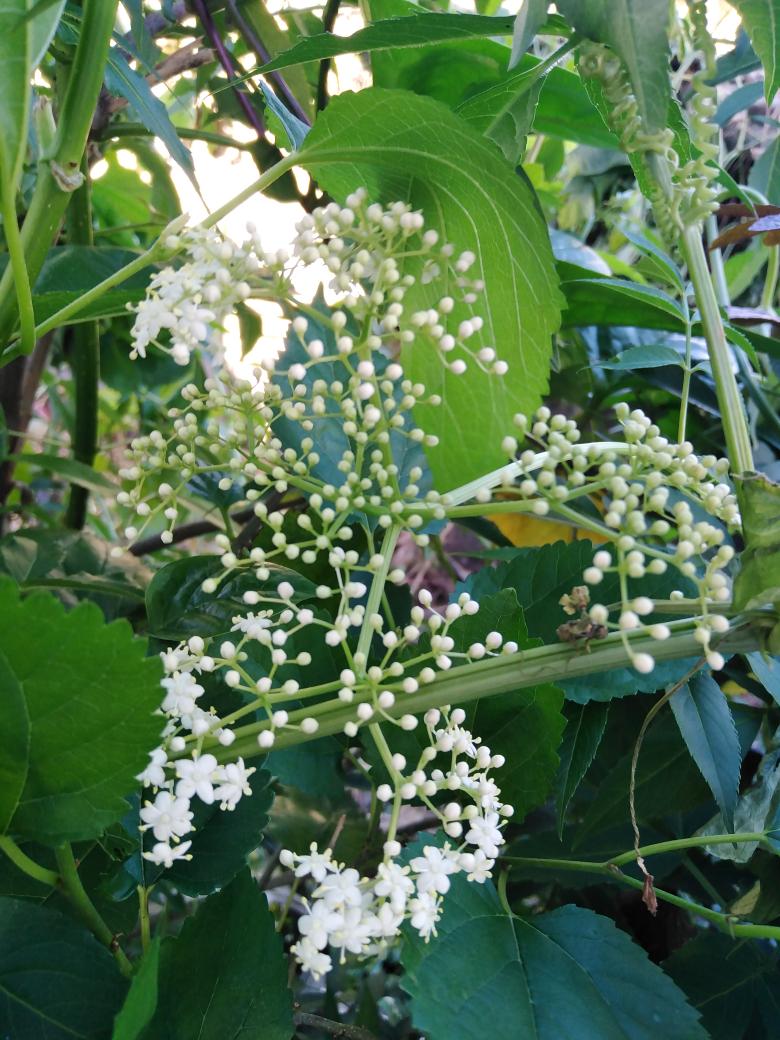 ManishaAnisia's tweet photo. My 2 Elderberry shrubs which I have propagated by cuttings since 9 months, both are blooming and fruits so quick! I LOVE homemade cordial from elderflower! Even the infused one as tea ☕🍵❤️ https://t.co/ADN3pToq3P