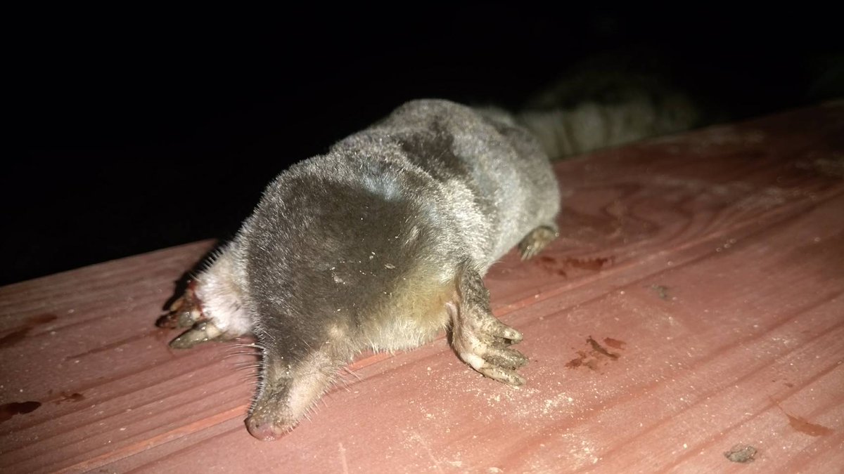 あくび Kumikocom Twitter