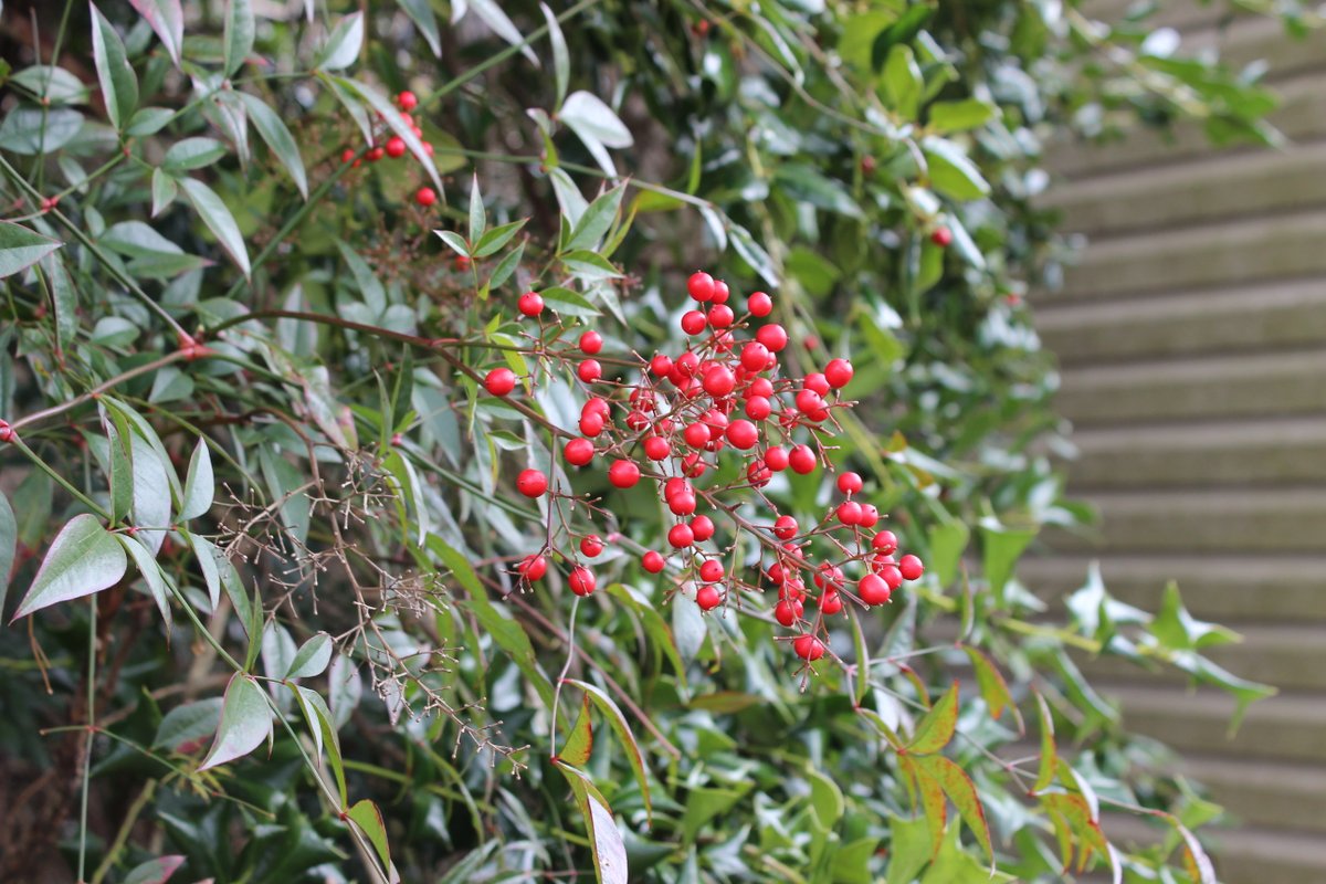 SanduskyHouse's tweet image. Some beautiful berries can be found on the grounds at #historicsandusky! Do you know what kind of plant these belong to?
#plants #gardening #horticulture #nature #spring